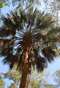 Palm Tree