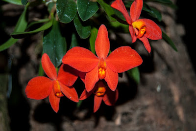 Cattleya acuensis - Acu Cattleya care
