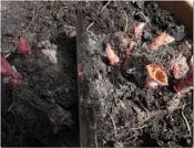 dividing a begonia tuber