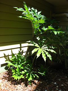 Amorphophallus bulbifer - Grouping 2