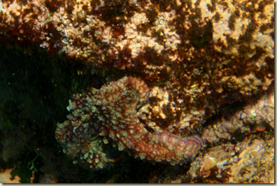 PuntaMitaP1020339