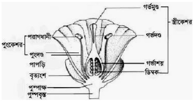 সম্পূর্ণ ও অসম্পূর্ণ ফুল