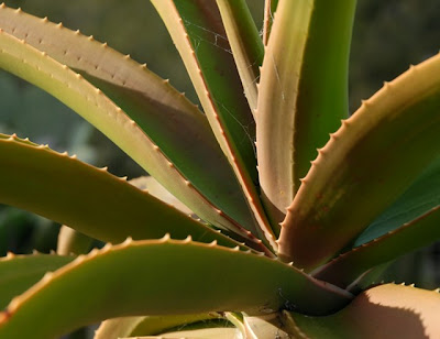 Balboa Park, The Desert Garden