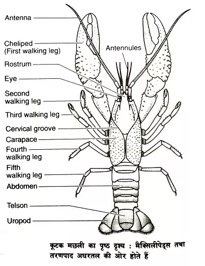 कूटक मछली या चिंगट (Crayfish) : वर्गीकरण, लक्षण, चित्र का वर्णन|Hindi