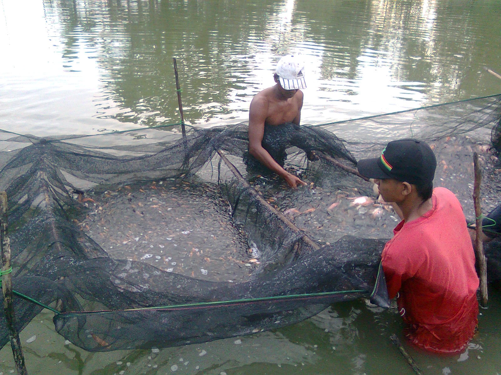 All Bisnis On Line JUAL BIBIT IKAN  NILA  MERAH NILA  GIFT 