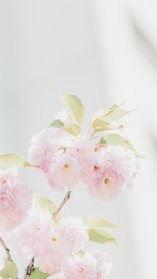 Wallpaper bunga sakura untuk hp Android dan iPhone simple