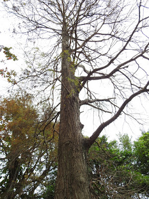 Bald Cypress