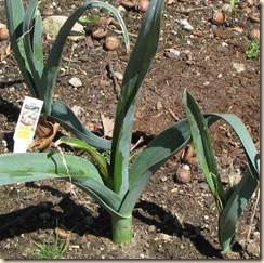 WK 2 Leeks
