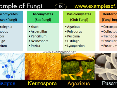 Club fungi examples 144483-Parasitic club fungi examples