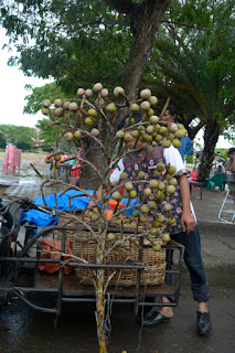 sago palm fruit