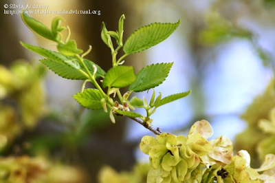 http://www.biodiversidadvirtual.org/herbarium/Ulmus-pumila-L.-img277150.html