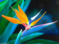 Various Flowers desktop wallpapers and photos