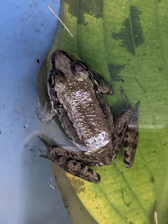 Frogs, Woodbury, Sandy Carlson, Sandy Lee Carlson