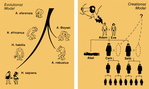 teoria de la evolucion. la Teoría de la Evolución