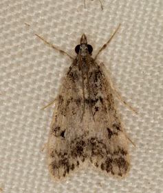 Unidentified micromoth. Moth trap in Hayes, 25 August 2011.