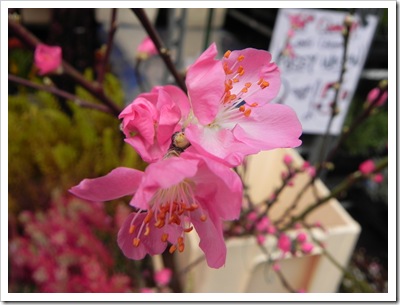 Columbia Road - Cherry Blossom