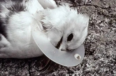Burung Camar ini mati karena cincin plastik di lehernya