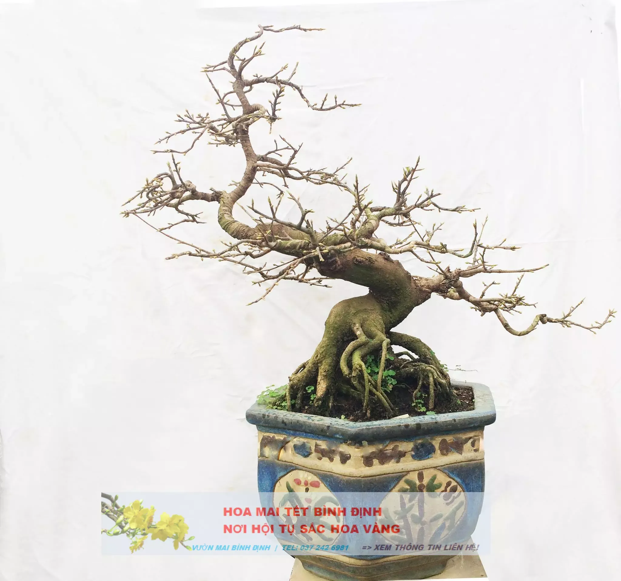 Nghệ thuật tạo dáng mai vàng bonsai Bình Định