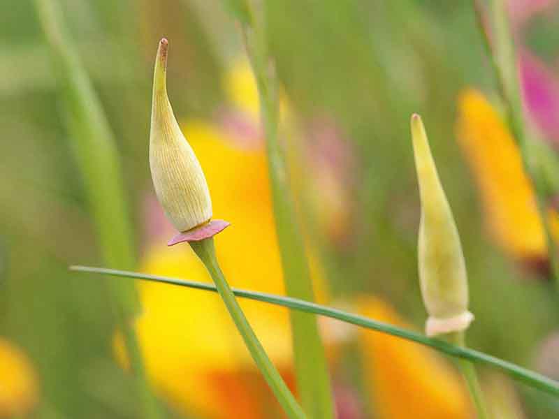 Colourful Flowers Seen On