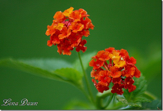 Lantana_DallasRed_June14