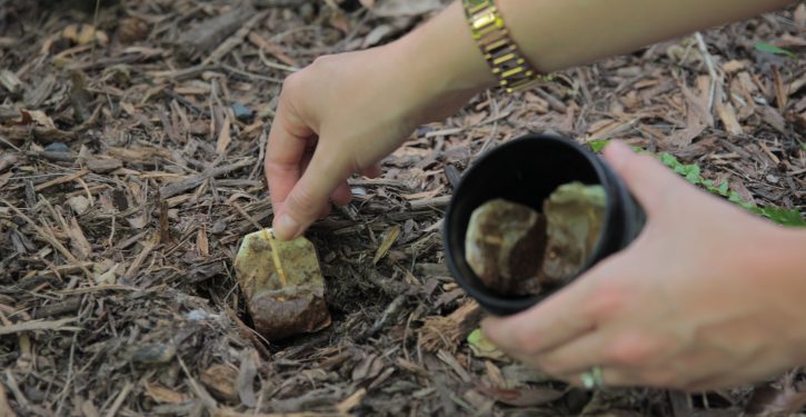 Stop Throwing Out Your Teabags! Try Planting Them 