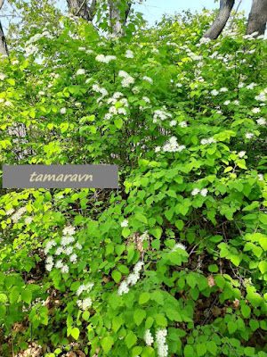 Спирея уссурийская / Таволга уссурийская (Spiraea ussuriensis)