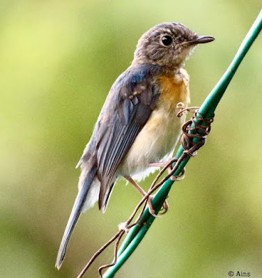 Tickell's Blue Flycatcher