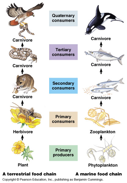 food chain examples. house example of a food chain.