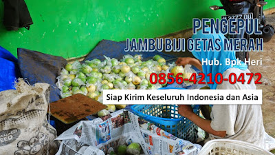 Supplier Jambu Biji Merah, Jual Grosir Jambu Biji Merah, Distributor Buah Jambu Biji.JPG