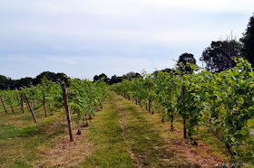 Greenvale Vineyard