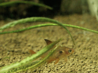 Tétra fantôme rouge - Hyphessobrycon sweglesi