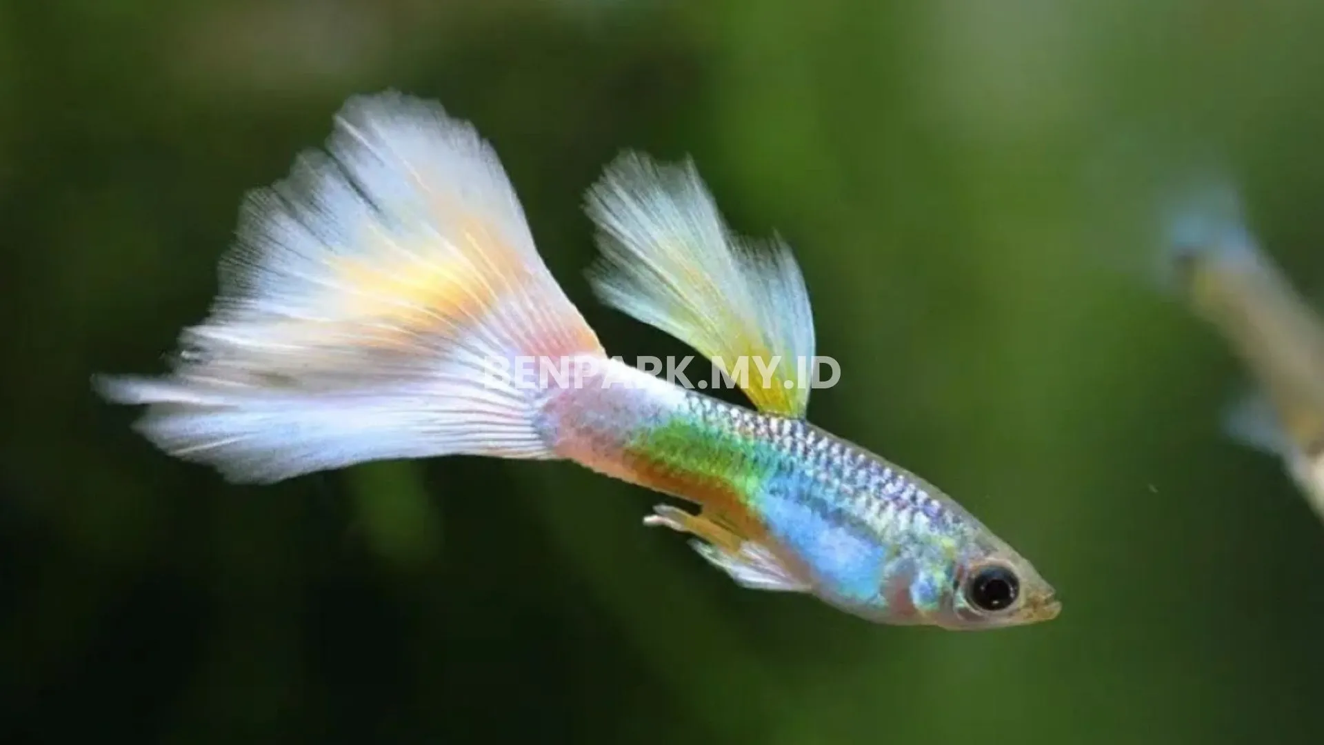 Ikan Hias Buat Peghuni Kos-kosan