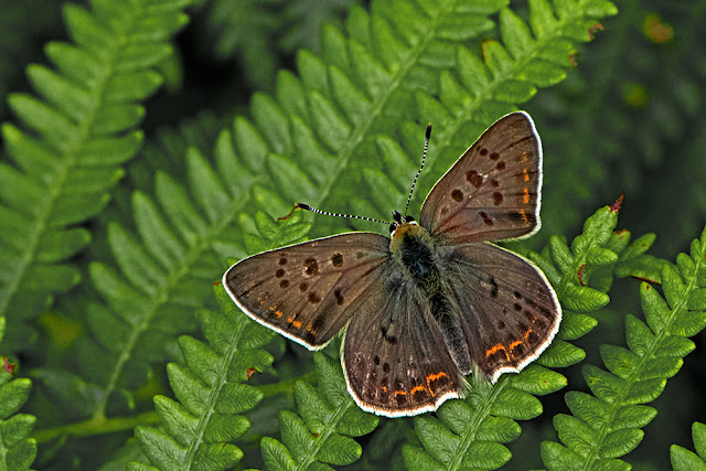 Lycaena tityrus the Sooty Copper butterfly