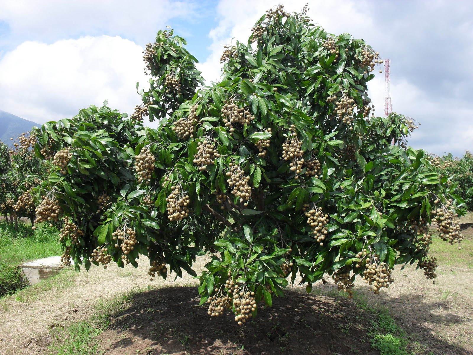 Pepecetehorti KEBUN  BUAH  PEPECETEHORTI