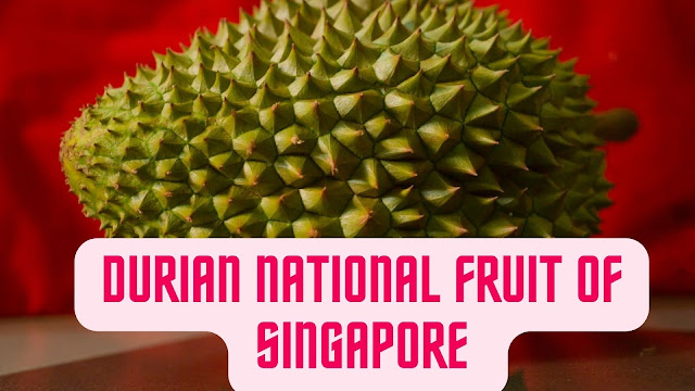 Durian national fruit of Singapore