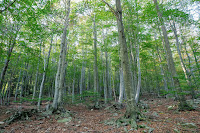 Bosque de hayas en el Montseny