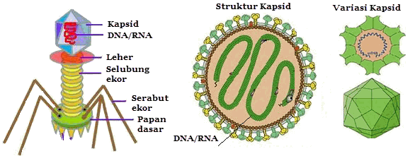 struktur virus