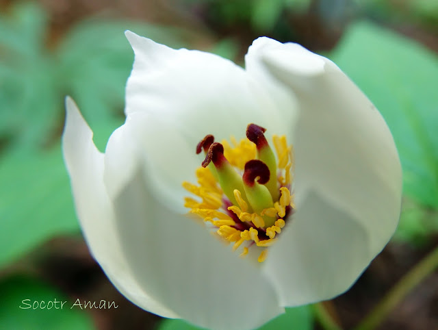 Paeonia japonica