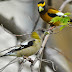 How to Identify Evening Grosbeak Call Types