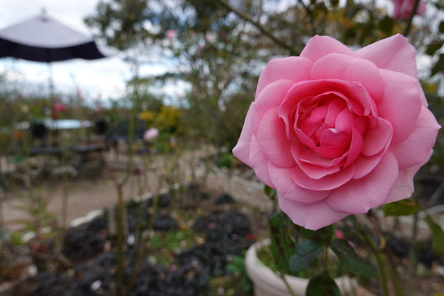 鳥取県米子市別所 こばやしバラ園 バラ（薔薇）