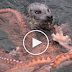 Seal vs Octopus - Wild Animal Fights