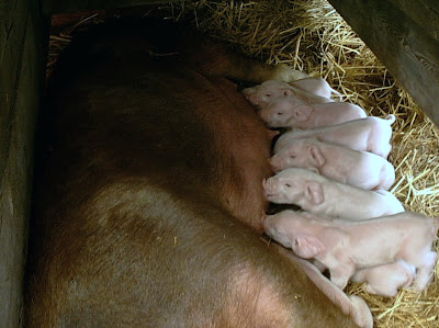 piglets