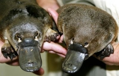 Platypus