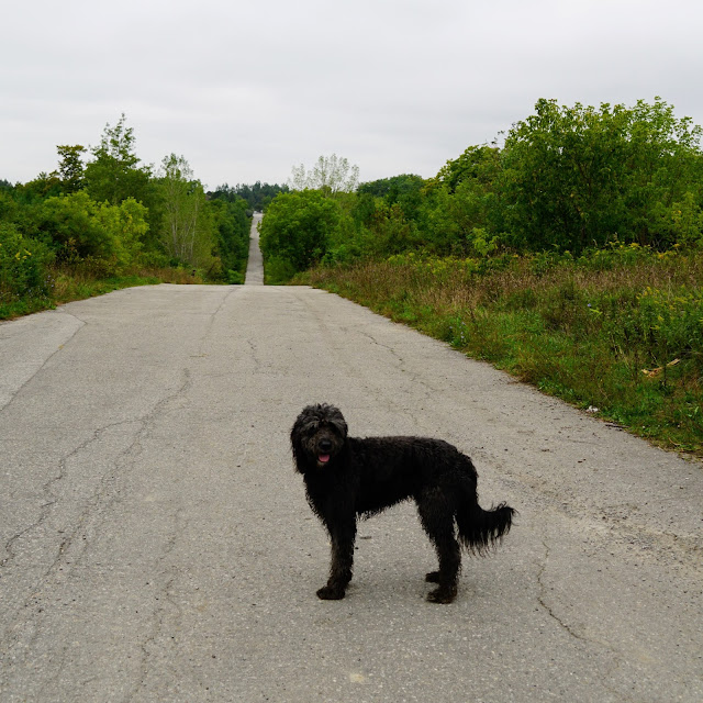 Lucy on the Rouge Park service road towards Cedar Trail