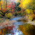 River - Wood, Stream, Trees, Reflection, Stones, Current, Autumn,