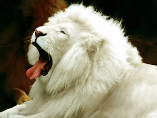 White Lion Wallpaper