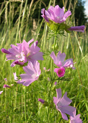 Musk Mallow Flowers