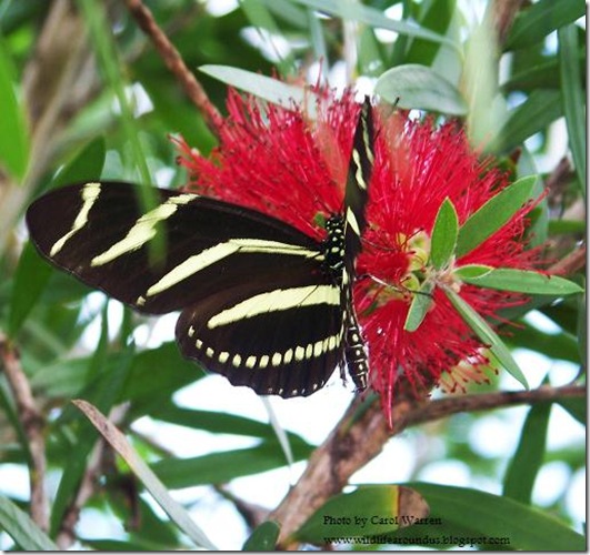 butterfly 005.JPG