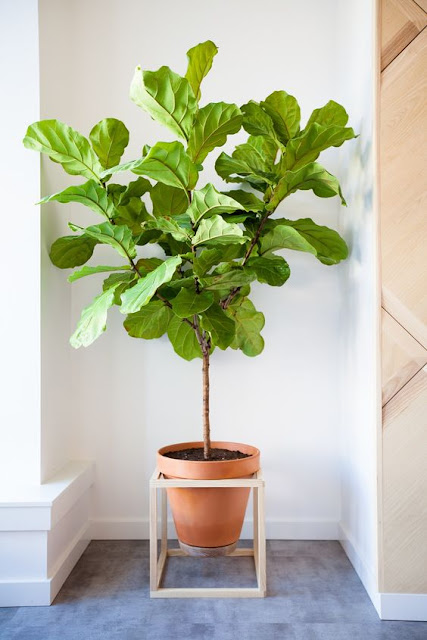 decoração-ficus-lyrata