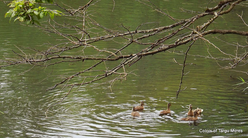 Rate pe lacul Ursu-Sovata, Mures.